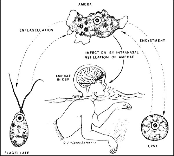 Top[-]5[-]loài[-]vật[-]có[-]khả[-]năng[-]giết[-]người[-]"kinh[-]hãi"[-]10